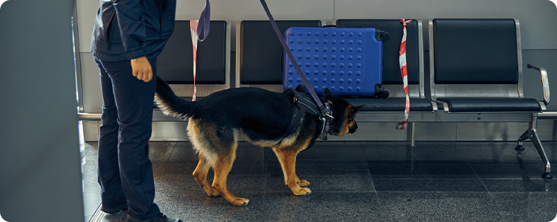Corporate Security: 5 Reasons to Include K9 Protection (Before It’s Too Late)