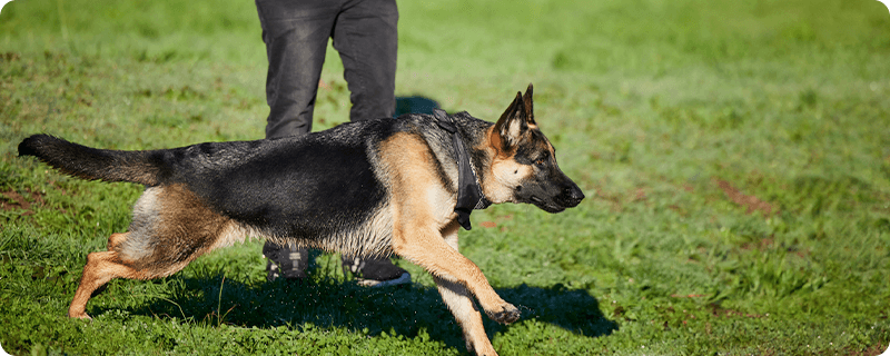 Personal Protection Dogs: How to Protect Yourself 24 Hours a Day