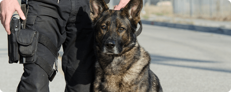 Retail Security: Friendly K9 Dogs Increase Customer Safety and Deter Theft  
